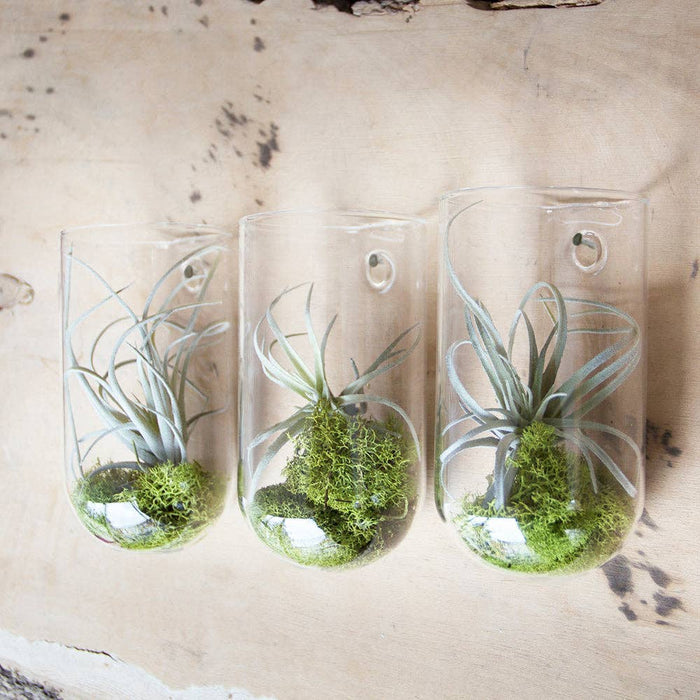 Flower Vase Clear Glass With Hole For Wall Mounting