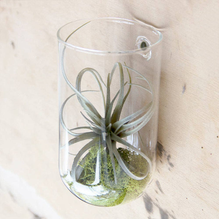 Flower Vase Clear Glass With Hole For Wall Mounting