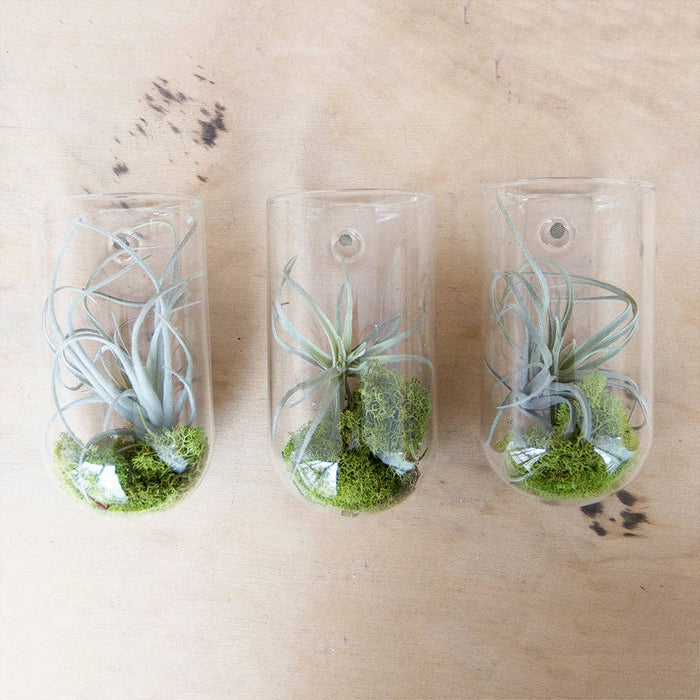 Flower Vase Clear Glass With Hole For Wall Mounting