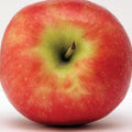 Freedom Apple | Malus 'Freedom'