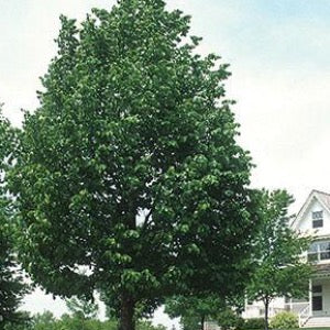 Frontyard Linden | Tilia americana 'Bailyard'