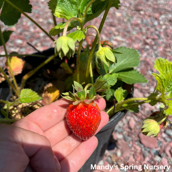 Ft. Laramie Strawberry (Everbearing)