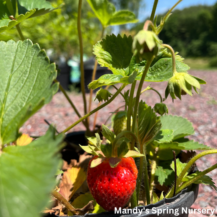 Ft. Laramie Strawberry (Everbearing)