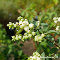 Galaxy Snowberry | Symphoricarpos x doorenbosii