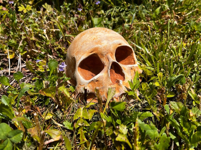 Garden Skull Creepy Garden Decor Garden Gifts Halloween Garden Decor