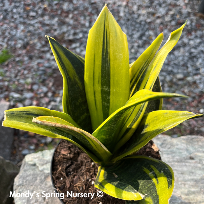 'Golden Flame' Snake Plant
