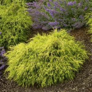 Golden Threadleaf Falsecypress | Chamaecyparis pisifera 'Filifera Aurea'