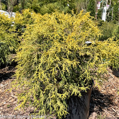 Golden Threadleaf Falsecypress | Chamaecyparis pisifera 'Filifera Aurea'