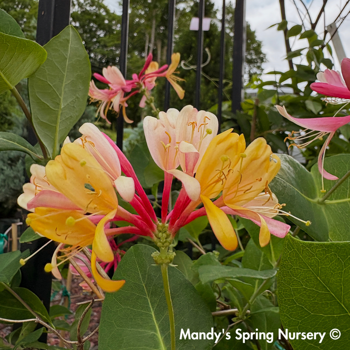 Goldflame Honeysuckle | Lonicera x heckrotti