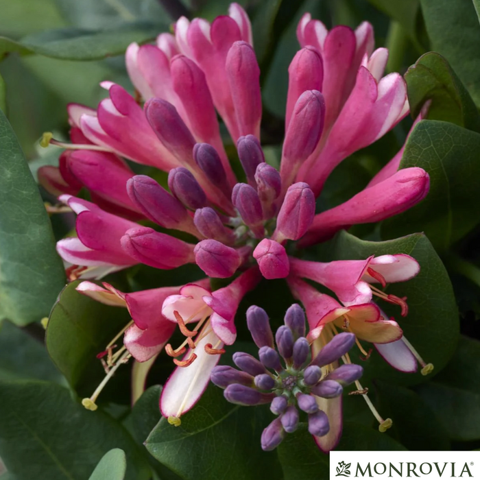 Goldflame Honeysuckle | Lonicera x heckrotti