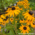 'Goldsturm' Black-Eyed Susan | Rudbeckia fulgida