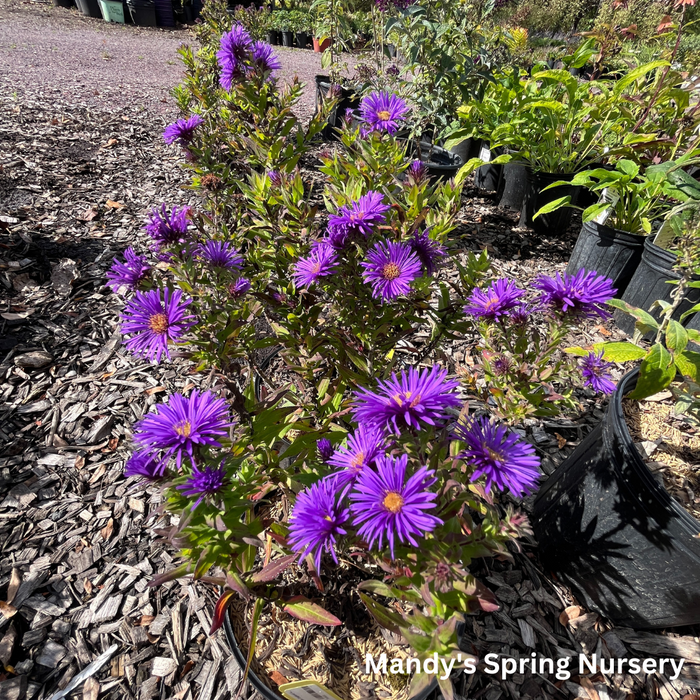 Grape Crush New England Aster | Aster novae-angliae