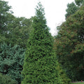 'Green Giant' Arborvitae | Thuja plicata red cedar ‘Green Giant’