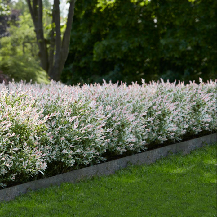 Hakura Nishiki Willow  | Salix integra