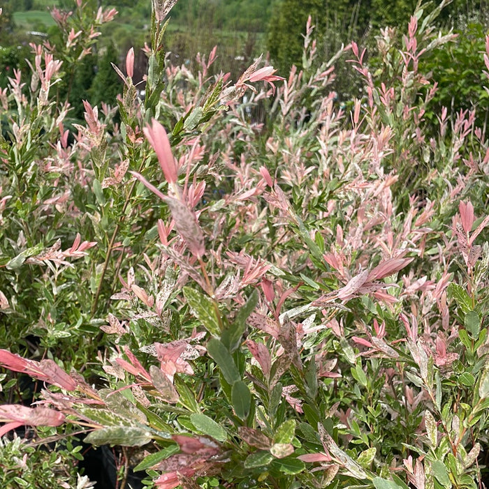 Hakura Nishiki Willow  | Salix integra