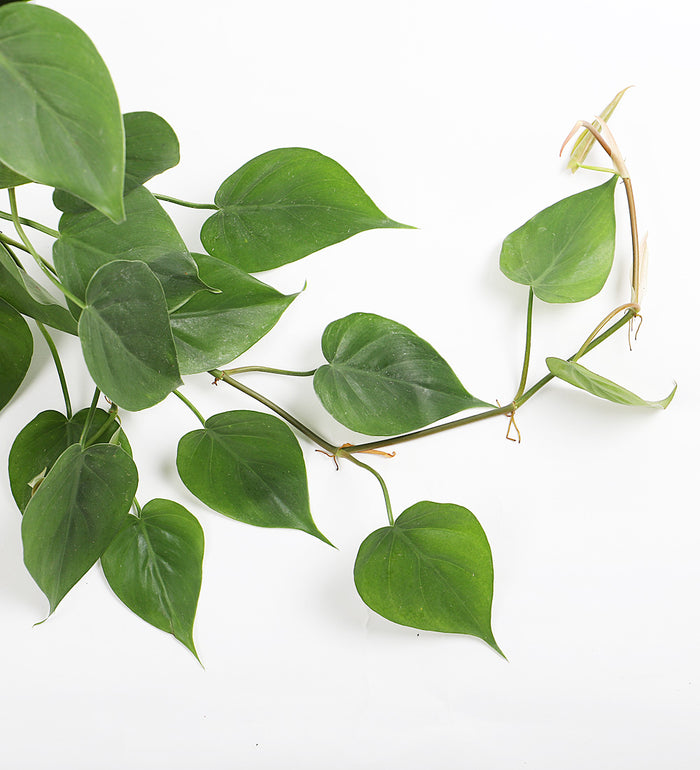 Hanging Heartleaf Philodendron