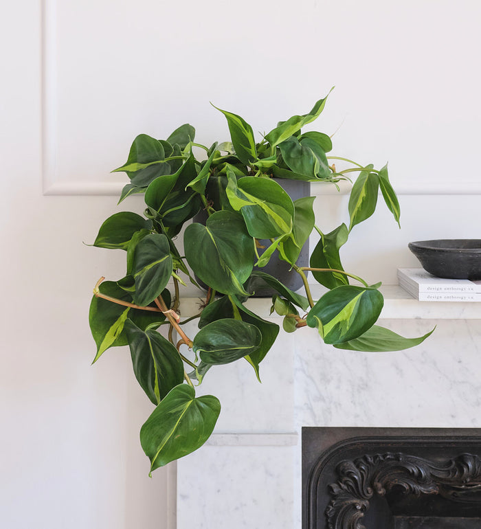 Hanging Plant Bundle