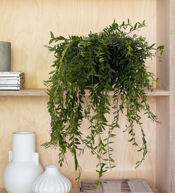 Hanging Plant Bundle