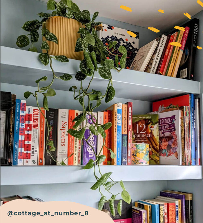 Hanging Satin Pothos