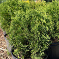 Hetz Midget Arborvitae | Thuja occidentalis