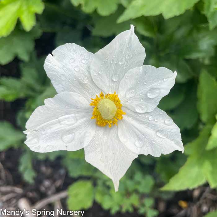 Honorine Jobert x Anemone | Anemone Japanese