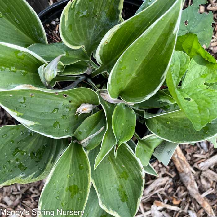 Hosta Marginata | Hosta undulata