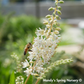 Hummingbird Summersweet | Clethra alnifolia