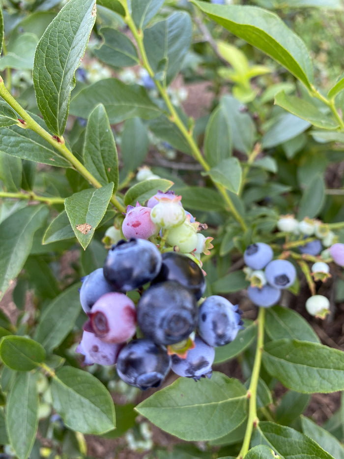 Jelly Bean® Blueberry | Vaccinium
