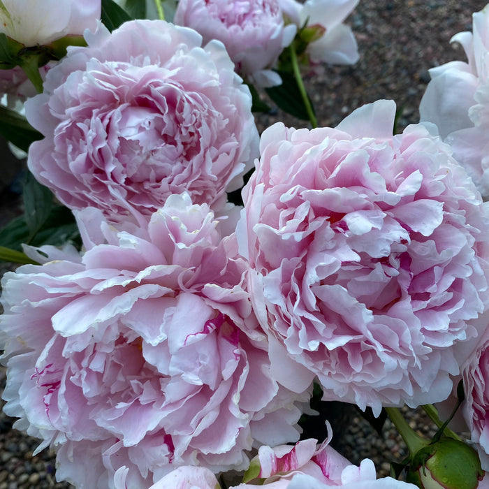 Sarah Bernhardt Peony | Paeonia