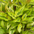 My Monet Sunset Weigela | Weigela florida