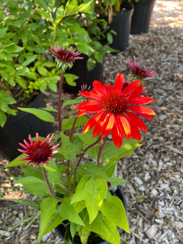 Sombrero Sangrita Coneflower | Echinacea hybrid