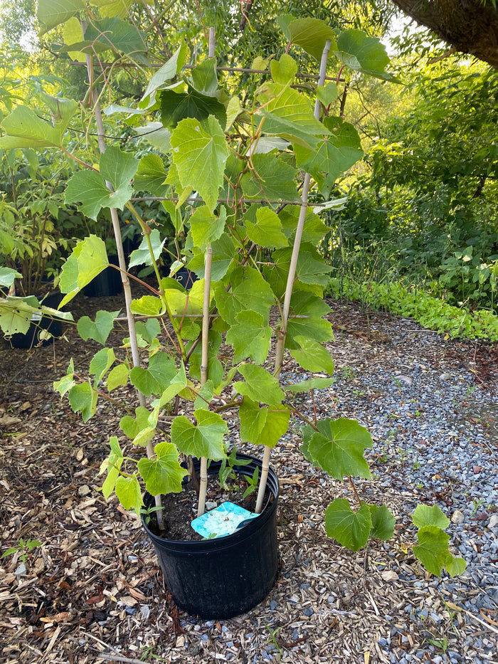Kay Gray Grape | Vitis lubrusca hybrid