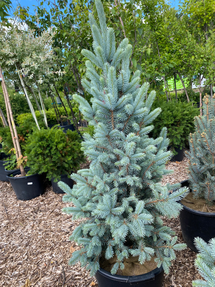 Iseli Fastigiate Blue Spruce | Picea pungens 'Iseli Fastigiate'