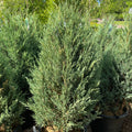 Mountbatten Juniper | Juniperus chinensis