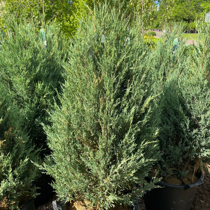 Mountbatten Juniper | Juniperus chinensis