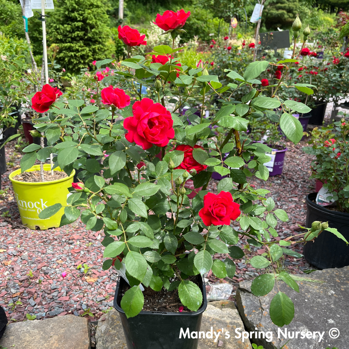 Improved Blaze Climbing Rose