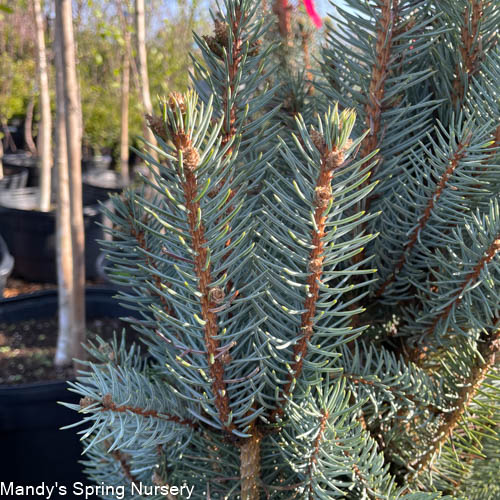 Iseli Fastigiate Blue Spruce | Picea pungens 'Iseli Fastigiate'