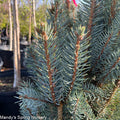 Iseli Fastigiate Blue Spruce | Picea pungens 'Iseli Fastigiate'