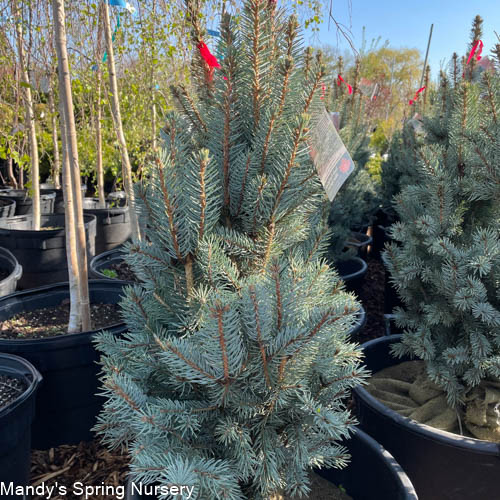 Iseli Fastigiate Blue Spruce | Picea pungens 'Iseli Fastigiate'