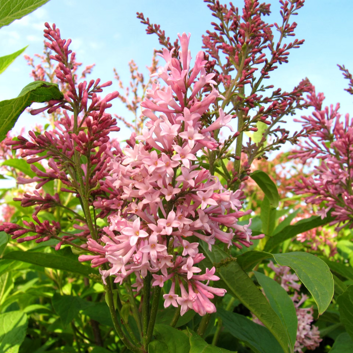James Macfarlane Lilac | Syringa x prestoniae