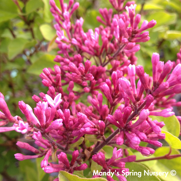 James Macfarlane Lilac | Syringa x prestoniae