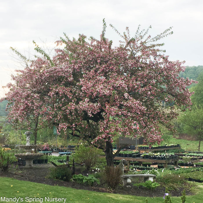 Japanese Flowering Crabapple | Malus floribunda