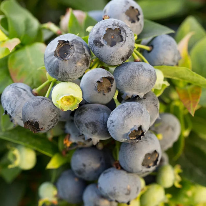 Jelly Bean® Blueberry | Vaccinium