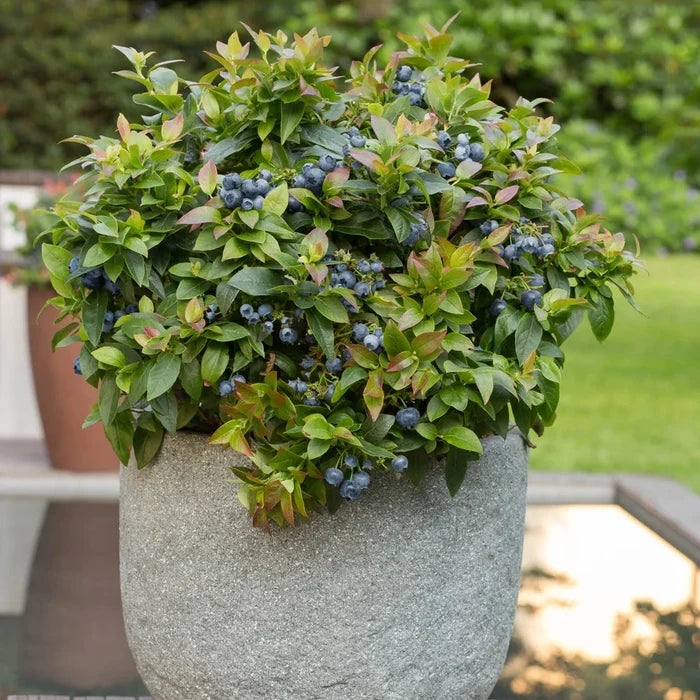 Jelly Bean® Blueberry | Vaccinium