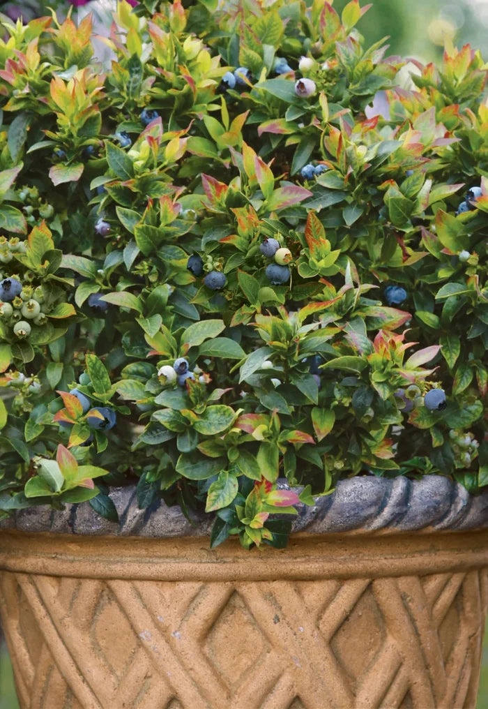 Jelly Bean® Blueberry | Vaccinium