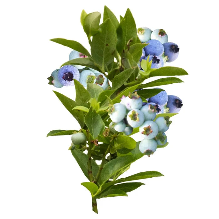 Jelly Bean® Blueberry | Vaccinium