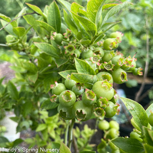 Jelly Bean® Blueberry | Vaccinium