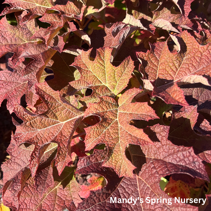 Jetstream Oakleaf Hydrangea | Hydrangea quercifolia