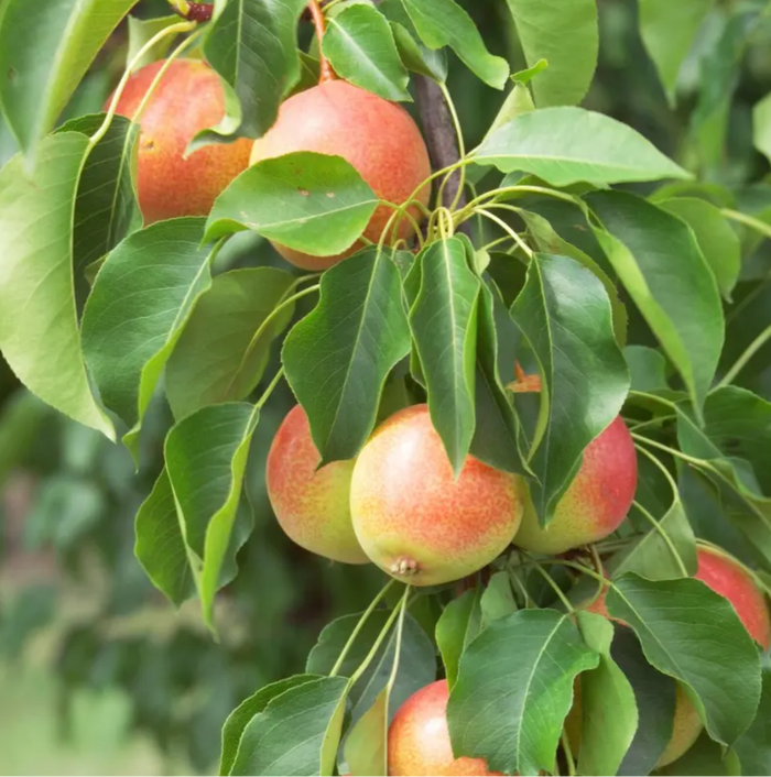 Juicy Jewel Asian Pear | Pyrus