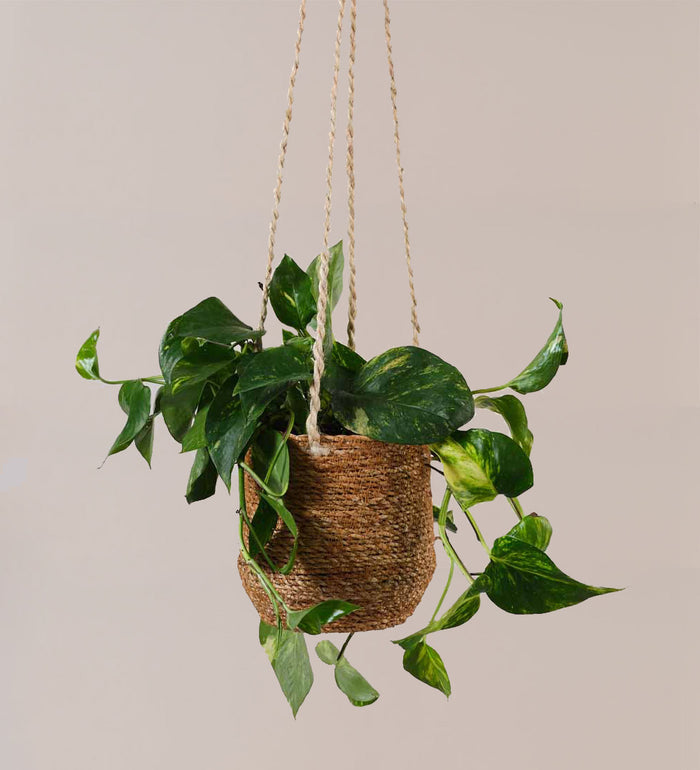 Jute Hanging Pot